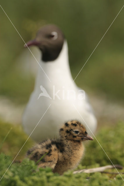 Black-headed Gull (Larus ridibundus)