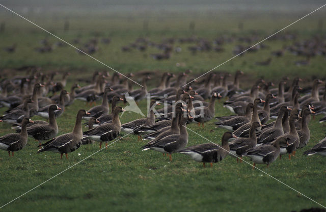 White-fronted goose (Anser albifrons)