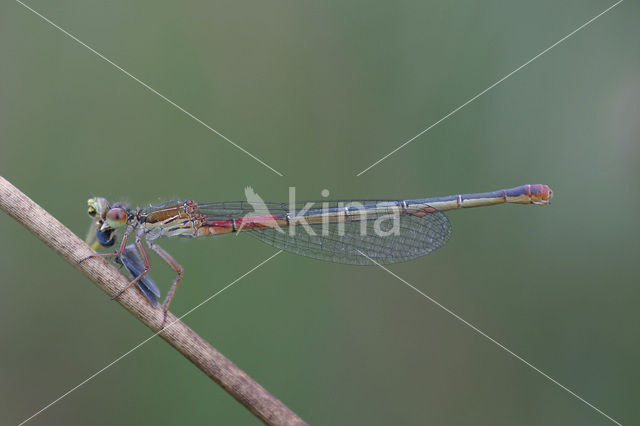 Small Red Damselfly (Ceriagrion tenellum)