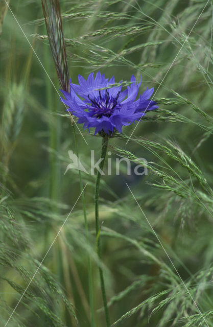 Cornflower (Centaurea cyanus)