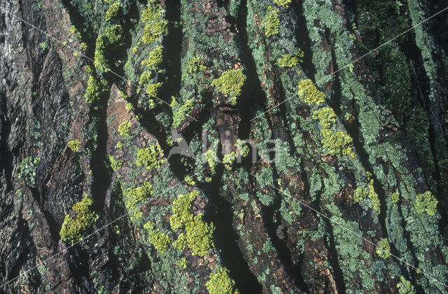 Lichen