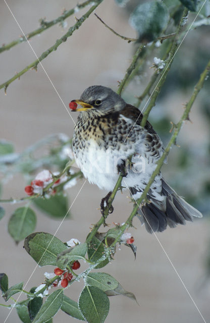 Fieldfare (Turdus pilaris)