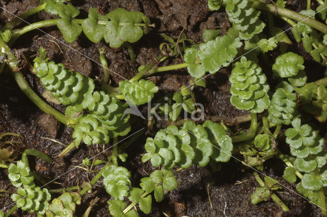 Creeping Marshwort (Apium repens)