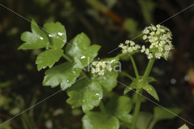 Creeping Marshwort (Apium repens)
