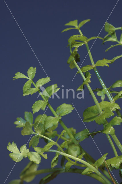 Kruipend moerasscherm (Apium repens)