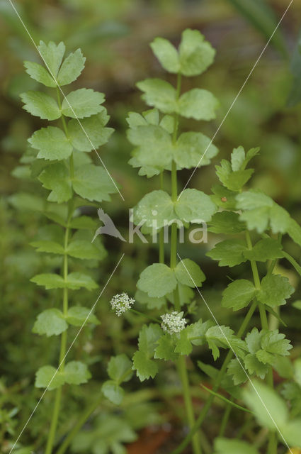 Kruipend moerasscherm (Apium repens)