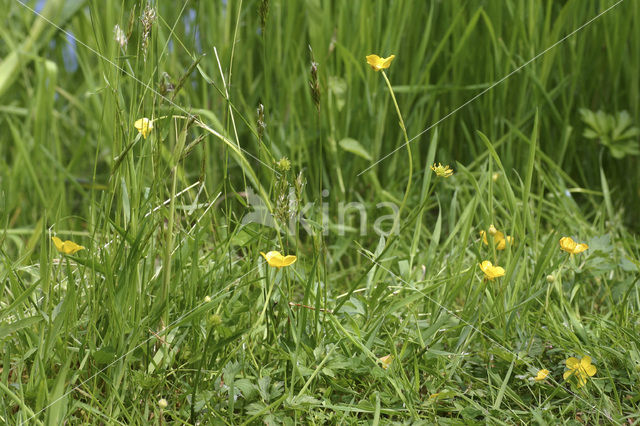 Kruipende boterbloem (Ranunculus repens)