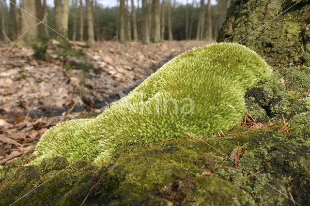 Kussentjesmos (Leucobryum glaucum)