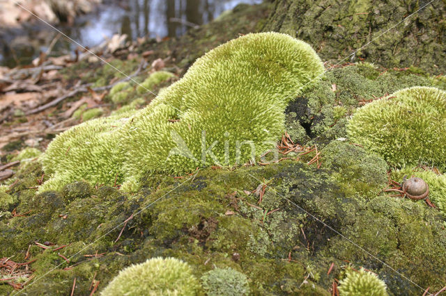 Kussentjesmos (Leucobryum glaucum)