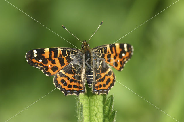 Map Butterfly (Araschnia levana)