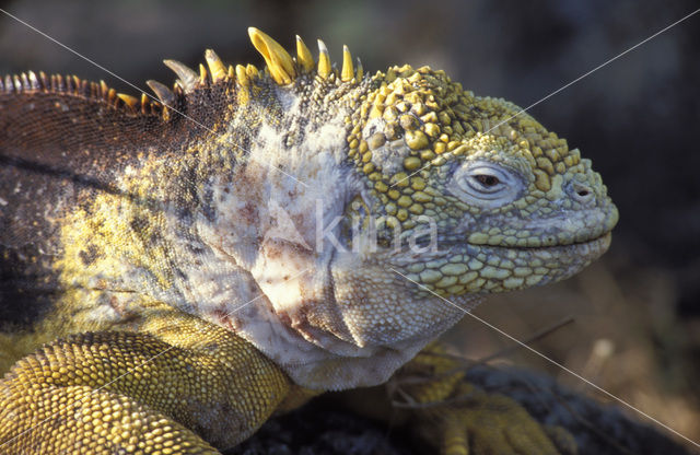 land iguana (Conolophus subcristatus)