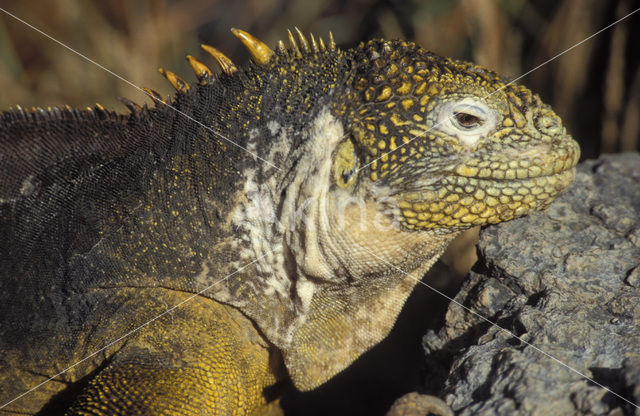 land iguana (Conolophus subcristatus)