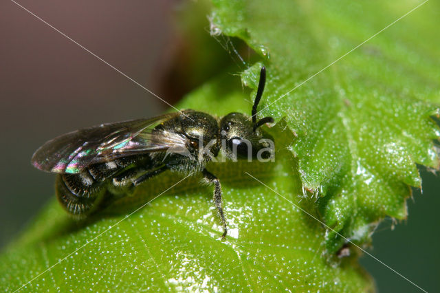 Brassy Mining Bee (Lasioglossum morio)