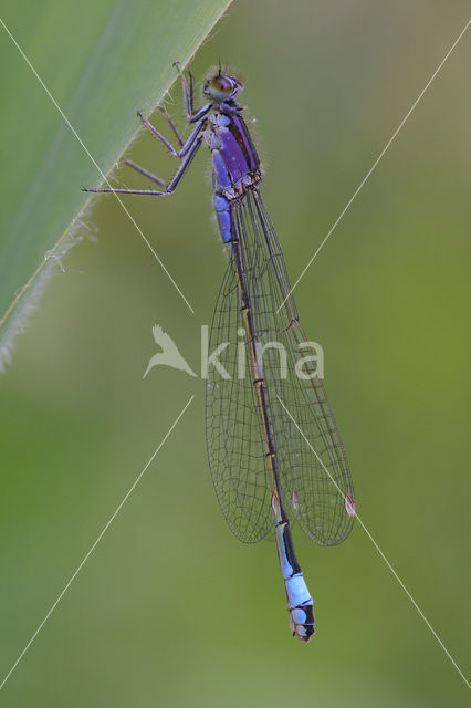 Blue-tailed Damselfly (Ischnura elegans f. violacea)