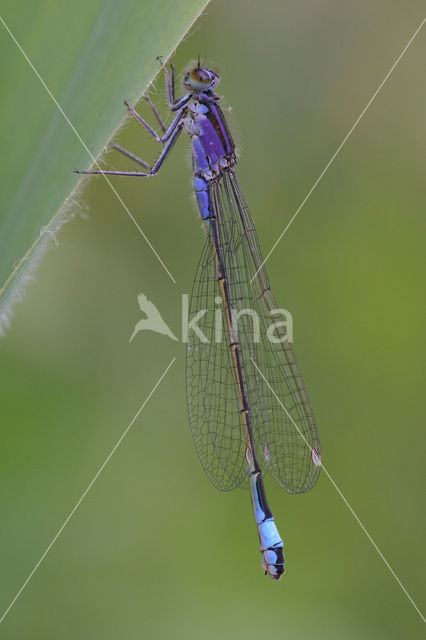 Lantaarntje (Ischnura elegans f. violacea)