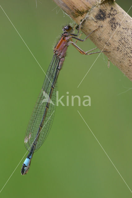 Blue-tailed Damselfly (Ischnura elegans f. rufescens)