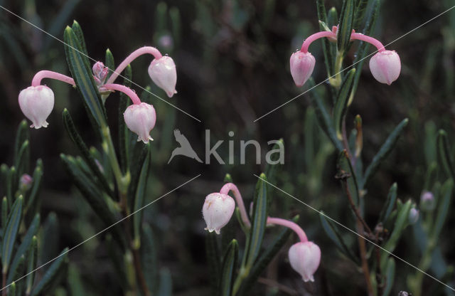 Bog-rosemary (Andromeda polifolia)