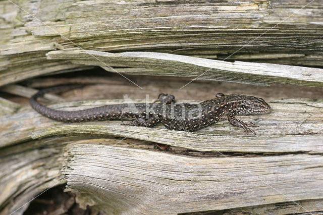 Viviparous Lizard (Zootoca vivipara)