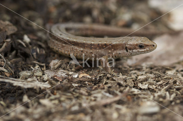 Viviparous Lizard (Zootoca vivipara)