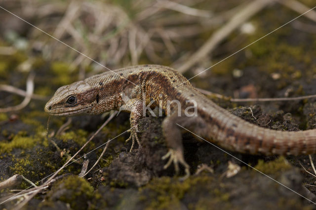 Viviparous Lizard (Zootoca vivipara)
