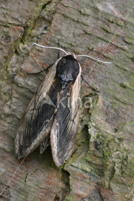 Privet Hawk-moth (Sphinx ligustri)