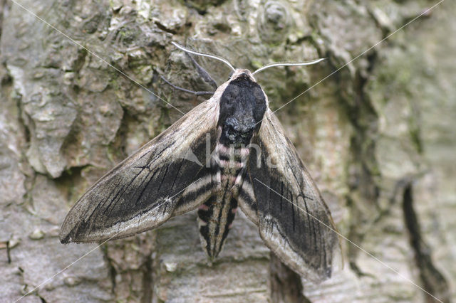 Ligusterpijlstaart (Sphinx ligustri)