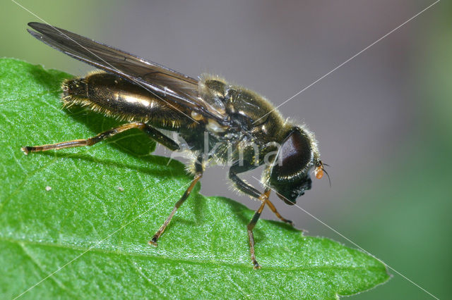 Limburgs bosgitje (Cheilosia lenis)