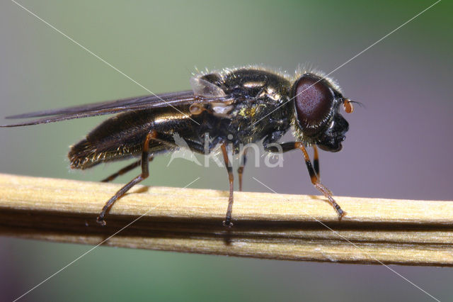 Limburgs bosgitje (Cheilosia lenis)