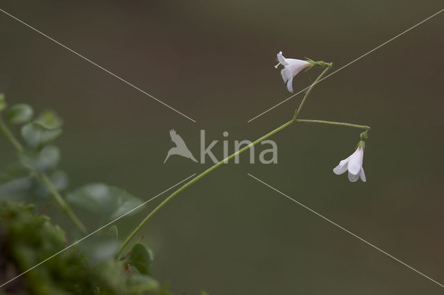 Twinflower (Linnaea borealis)
