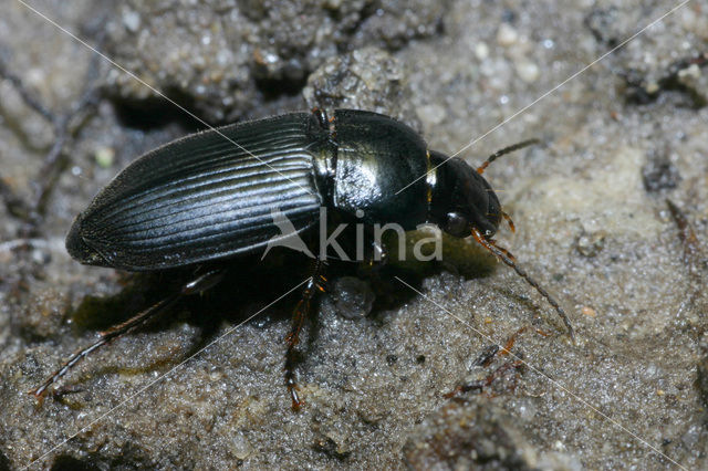 ground beetle (Harpalus sp)