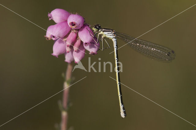 Irish Damselfly (Coenagrion lunulatum)