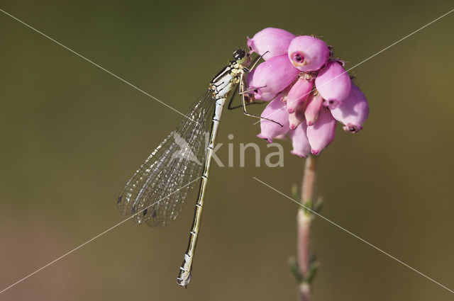 Maanwaterjuffer (Coenagrion lunulatum)