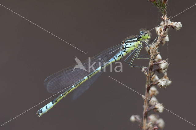 Irish Damselfly (Coenagrion lunulatum)