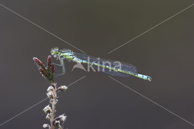 Maanwaterjuffer (Coenagrion lunulatum)