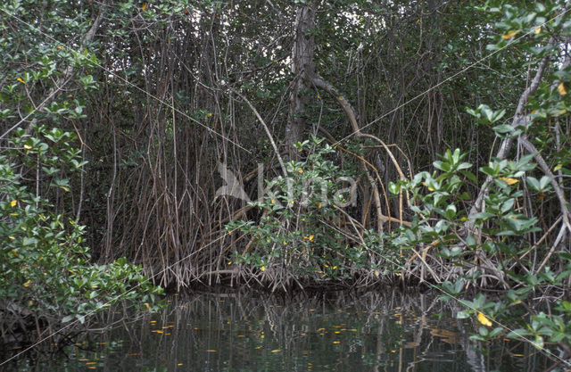 Mangrove (Avicennia rhizophoca)