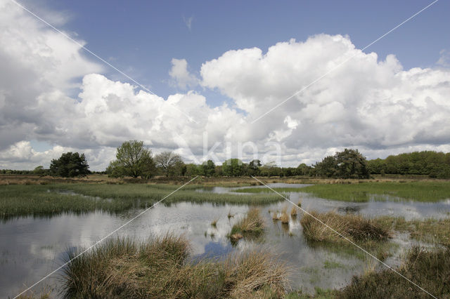 Mantingerveld