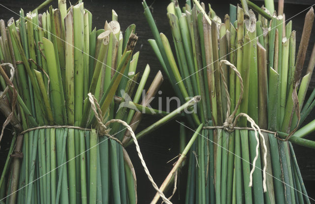 Mattenbies (Scirpus lacustris)