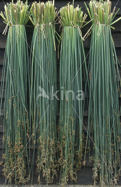 Mattenbies (Scirpus lacustris)