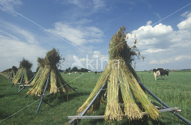 Mattenbies (Scirpus lacustris)