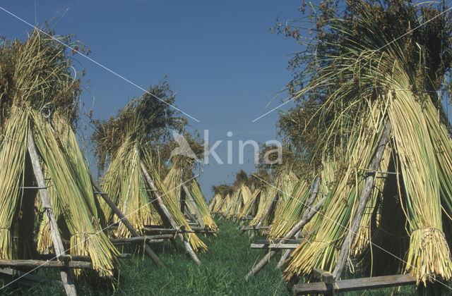 Mattenbies (Scirpus lacustris)