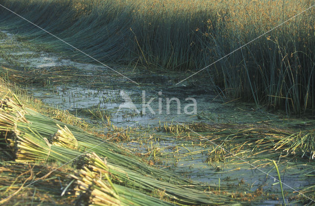 Mattenbies (Scirpus lacustris)