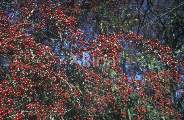 Hawthorn (Crataegus )
