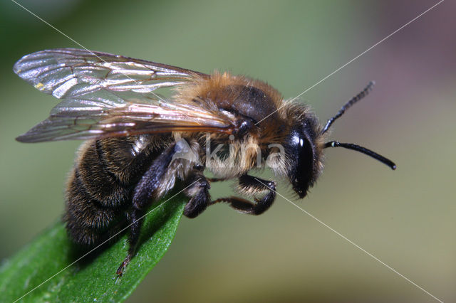 Meidoornzandbij (Andrena carantonica)