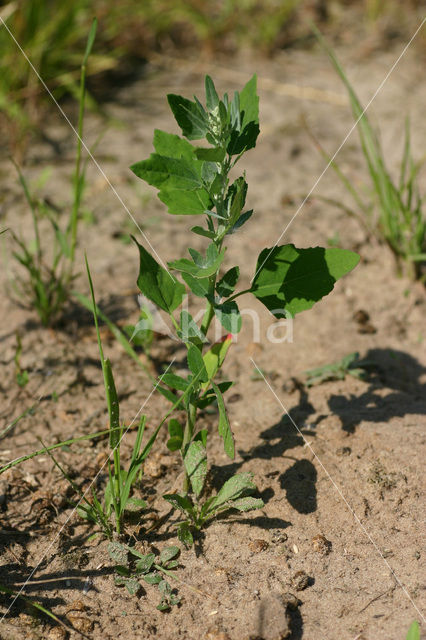 Melganzenvoet (Chenopodium album)