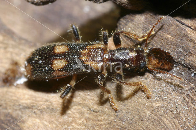 chequered beetle (Opilo mollis)