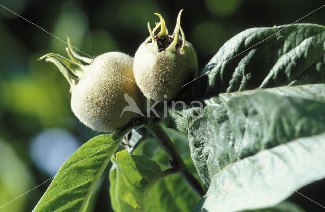 Medlar (Mespilus germanica)