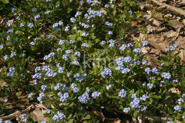 Waterforget-me-not (Myosotis palustris )
