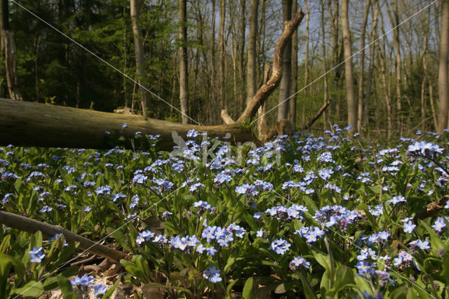 Waterforget-me-not (Myosotis palustris )