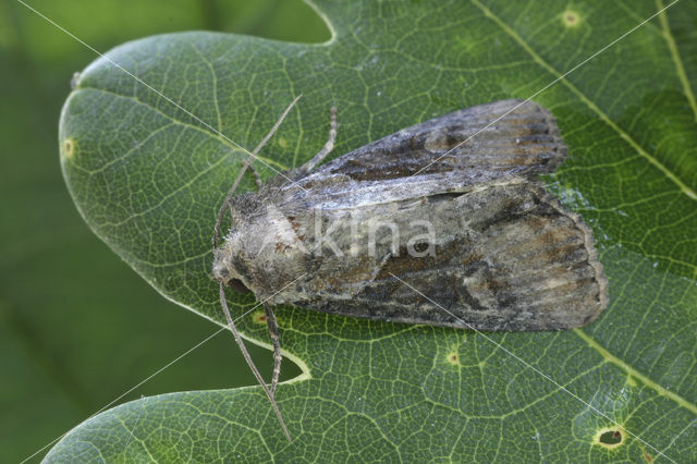 Moerasgrasuil (Apamea ophiogramma)