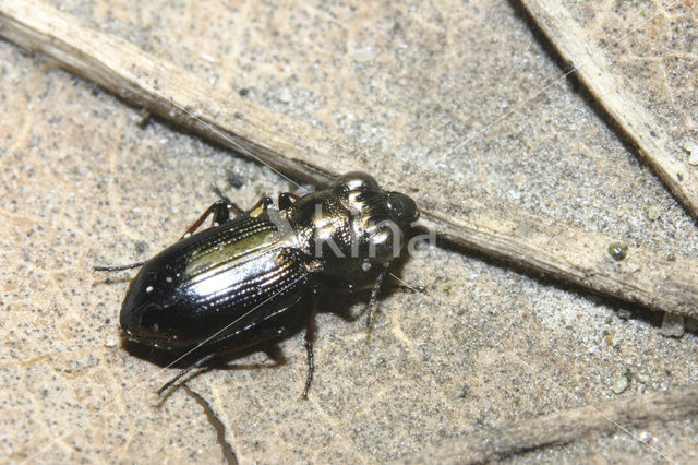 Moerasspiegeltje (Notiophilus palustris)